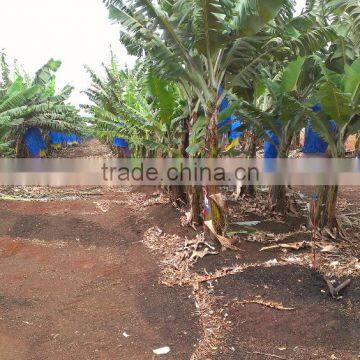 How to Bag Tree Fruit