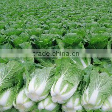 CHINESE FRESH GREEN CABBAGE FLAT TYPE LONG SHAPE photo-3