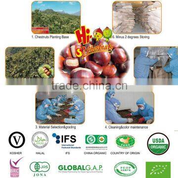 Eating Chinese Chestnuts photo-6