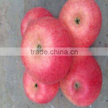 Red Delicious Fresh Qinguan Apple photo-4