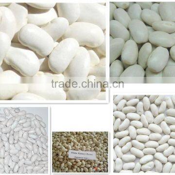 types of white kidney beans for sale