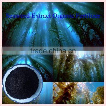 seaweed fertilizer 100 powder brown algae ascophyllum nodosum