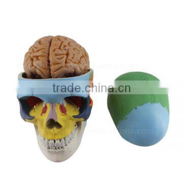 Colorized Human Body Plastic Medical Anatomical Skull Model photo-2