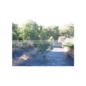 Anti-uv 1.83x50m Black pp Ground Cover