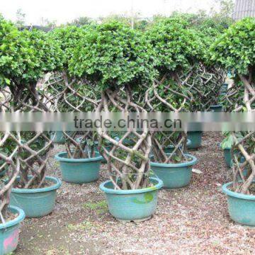 Ficus bottle shape potted