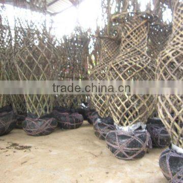 Lagerstroemia Indica 1.7m Trunk Height D5-6cm Flower Season photo-4