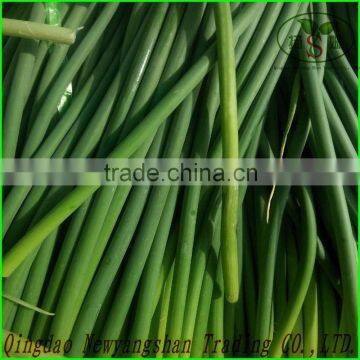 (FRESH) Young Garlic Shoot photo-3