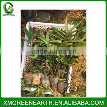 PHYLLOSTACHYS PUBESCENS -- Moso Bamboo Small Plant in Plastic Pots (2)