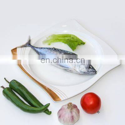 bonito fish frozen bonito fish little tuna euthynnus affinis