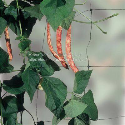 Plant Support & Plant Climbing Net Agriculture and Gardening Netting