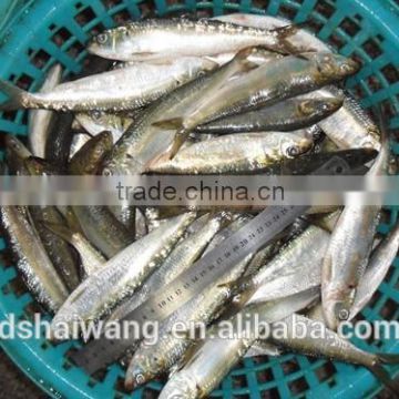 Frozen Sardine Supplier with size 10 - 12 pcs / kg