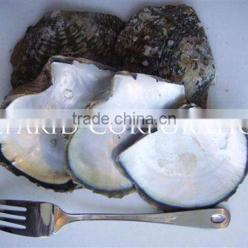 MOP Raw Shell