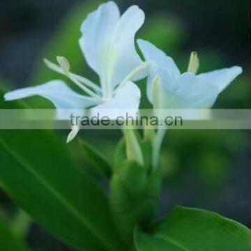 Fresh Ginger Oil/..........