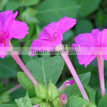 Four o'clock , Mirabilis , flower seeds , herb seed,vegetalbe seed,fruit seed,grass seed