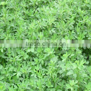 High Yield Grass Seeds for Sale photo-3