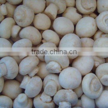 Whole Frozen Champignon Mushrooms Supplier