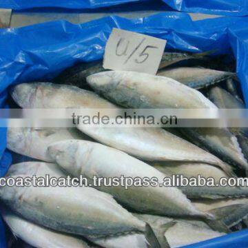 INDIAN MACKEREL WHOLE ROUND