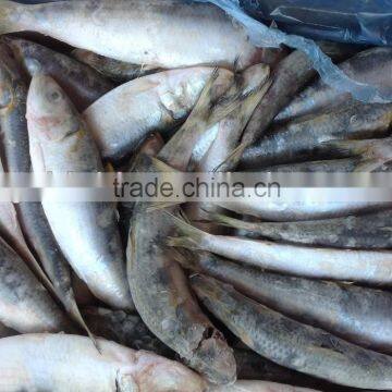 Wholesale Products WR Frozen Sardine 20-25pcs/kg With High Quality photo-2