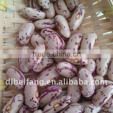 Light Speckled Kidney Bean ( long shape Lskb,2011 crop)