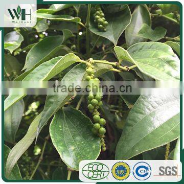 Kampot Strong Flavor Well Treated Black Pepper 550GL photo-4