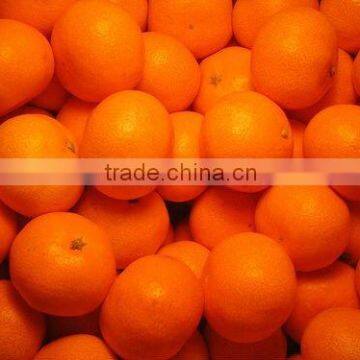 2016 Special Offer - Mandarin "Kinnow" Special Offer for Malaysia