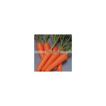 2012 new crop fresh chinese carrot