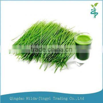 2015 Organic wheat juice green powder