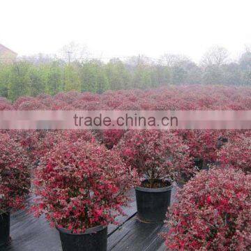 Red Flower Loropetalum Chinense for Ornamental Outdoor Landscaping Beautiful Bonsai Plants