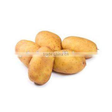 Low Price Fresh Holland Potato