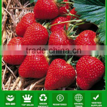 SB01 Fairy new arrival high quality strawberry seeds for growing