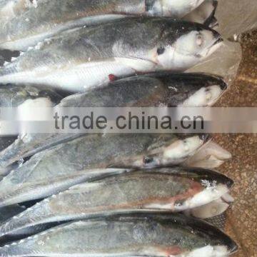 fish fillet of jack mackerel