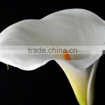 wholesale fresh flowers calla lily 10 Stem Each Bunch From Kunming