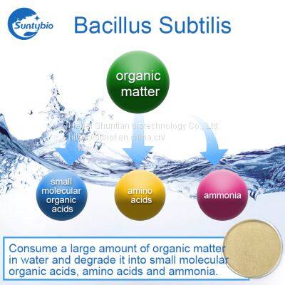 Bacillus Subtilis photo-3