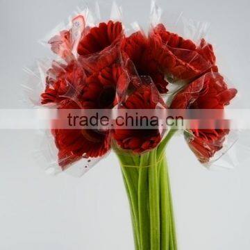 Popular Savanna black magic red gerbera