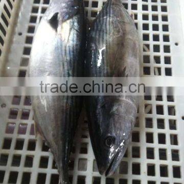 1kg-2kg Frozen bonito