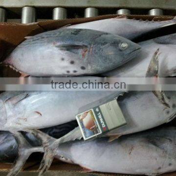 300-500g Frozen bonito