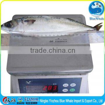 Whole Round Pacific African Scomber Mackerel on Sale photo-1