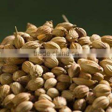 Coriander Oil (Fresh & Pure)