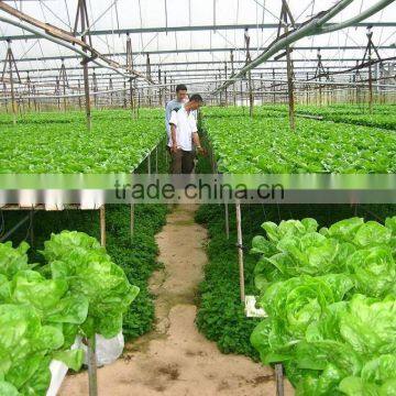 Vegetable-growing Greenhouse-commercial Greenhouses photo-3