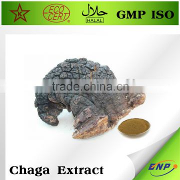 GMP ISO Top 100% Natural Chaga Mushroom Extract Polysaccharides 15%,30%