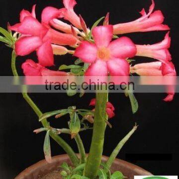 desert rose