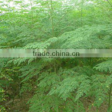 Moringa Powder 4:1 for Sale ( Skype: Liu.diana 79, Whatsapp: +861502902563)