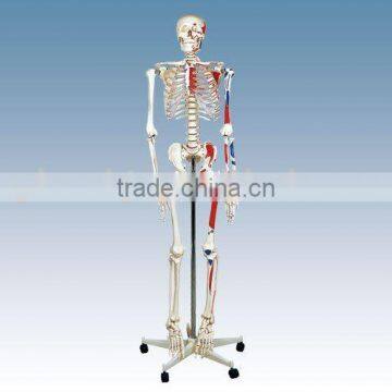 Model of human skeleton(170cm)