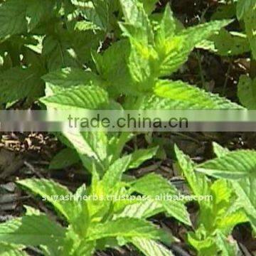 100% Pure Natural Spearmint Essential Oil(Mentha spicata, Mentha viridis)