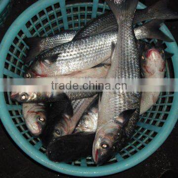 whole round grey mullet