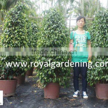 Ficus benjamina tower shape