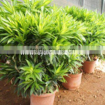 Dracaena Reflexa Ornamental Plants photo-2
