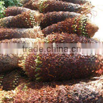 cycas revoluta bare root without leaves