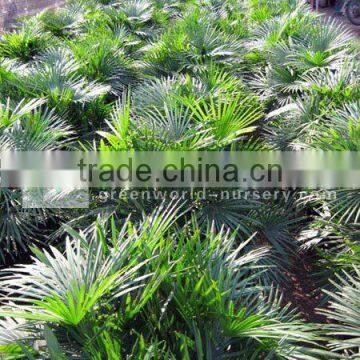 rhapis multifida bush plants