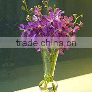 Fresh Cutted Orchid